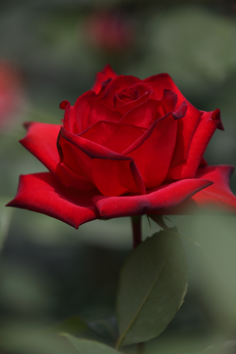 8Z4C5898